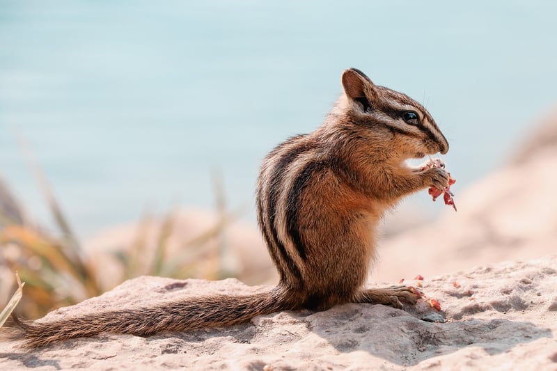 Wildlife photography